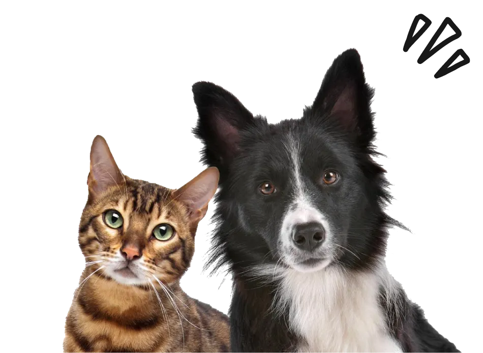 Animotopia Animalerie Morlaix Rejoignez Nous Sur Facebook