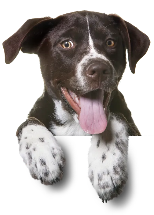 Animotopia Animalerie Morlaix Nos Produits Bg 2