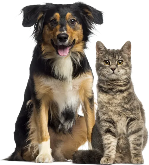 Animotopia Animalerie Morlaix Nos Produits Bg