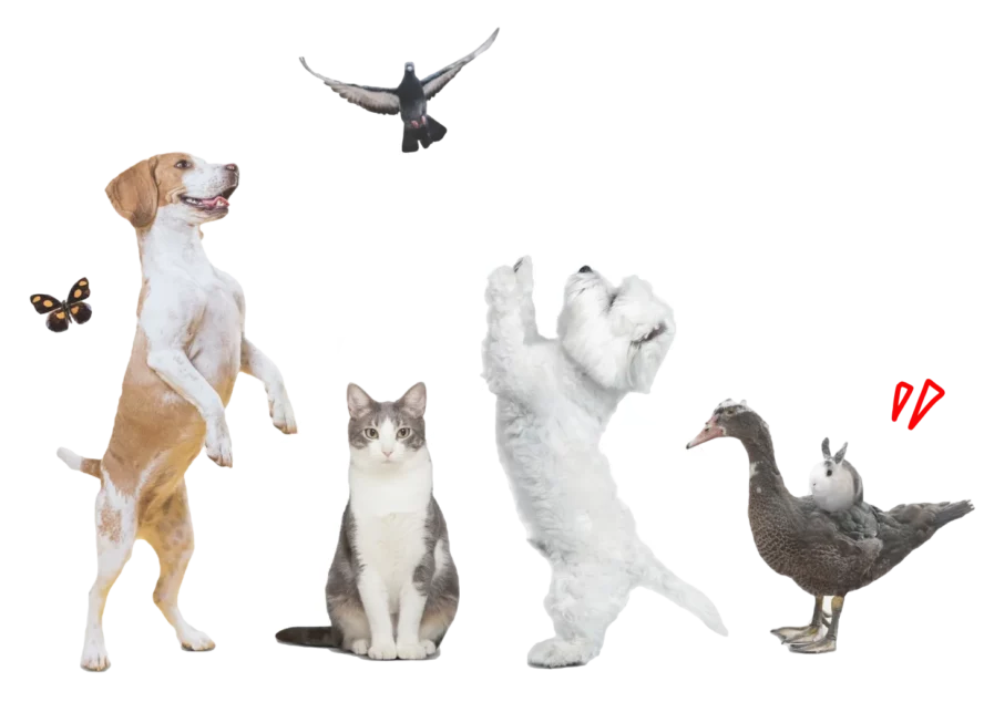 Animotopia Animalerie Morlaix Slider