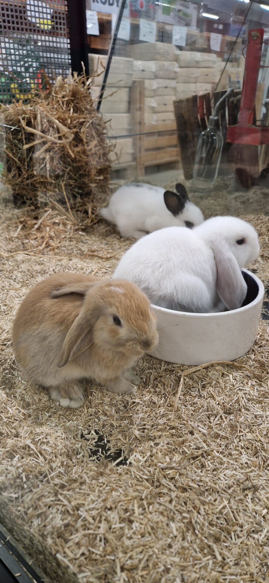 Animotopia Animalerie Morlaix 20251027 111233