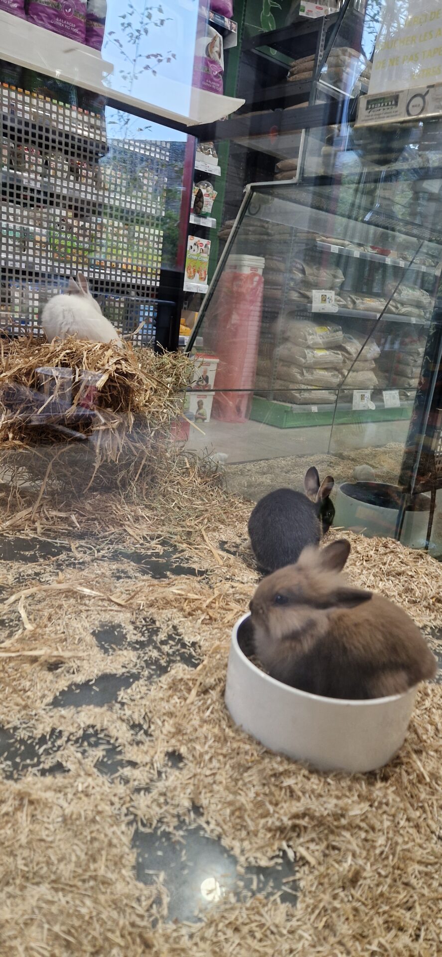 Animotopia Animalerie Morlaix 20251027 111246