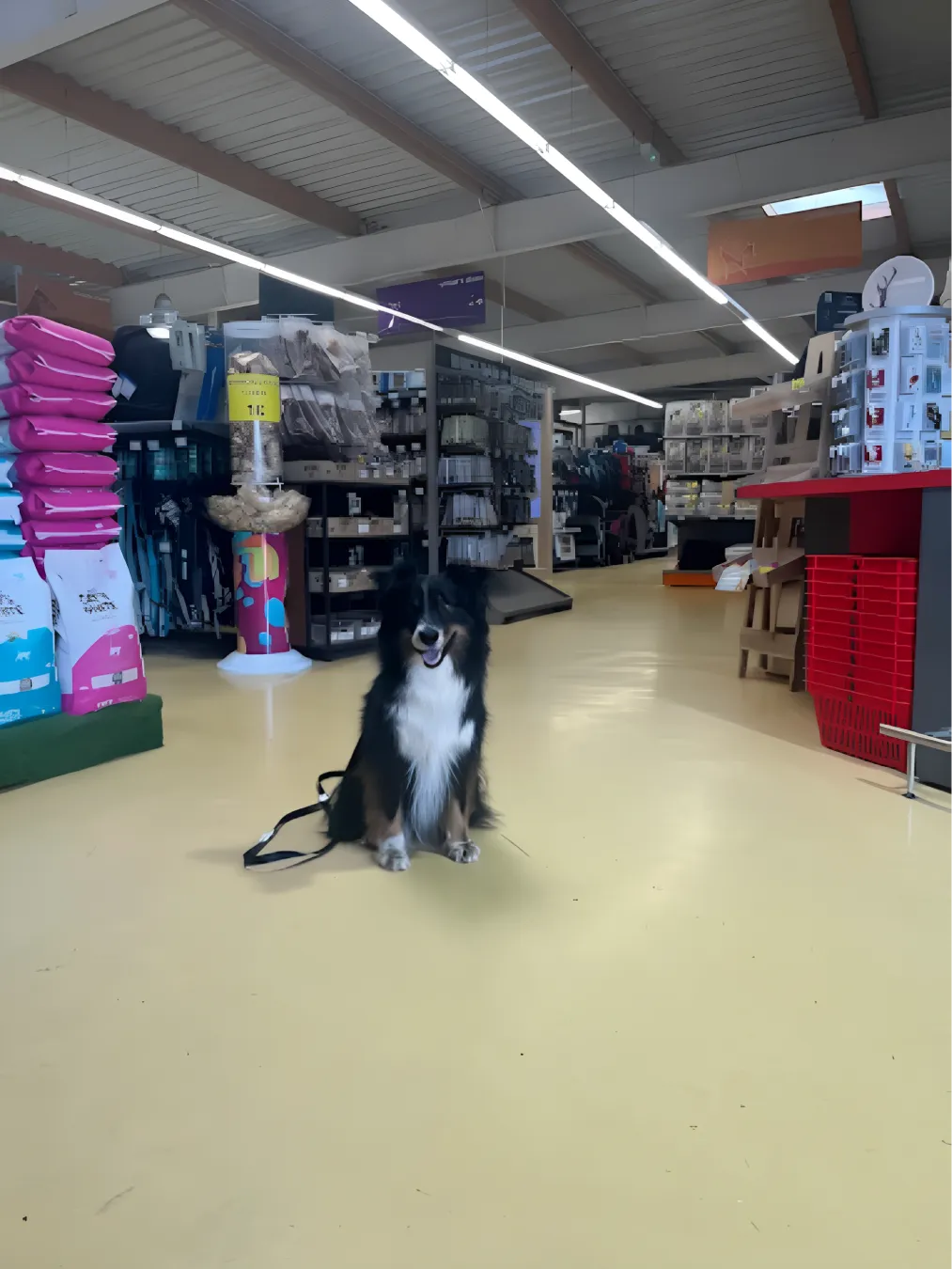 Animotopia Animalerie Morlaix Upscaled 2x Animotopia Animalerie Morlaix Lannion 1