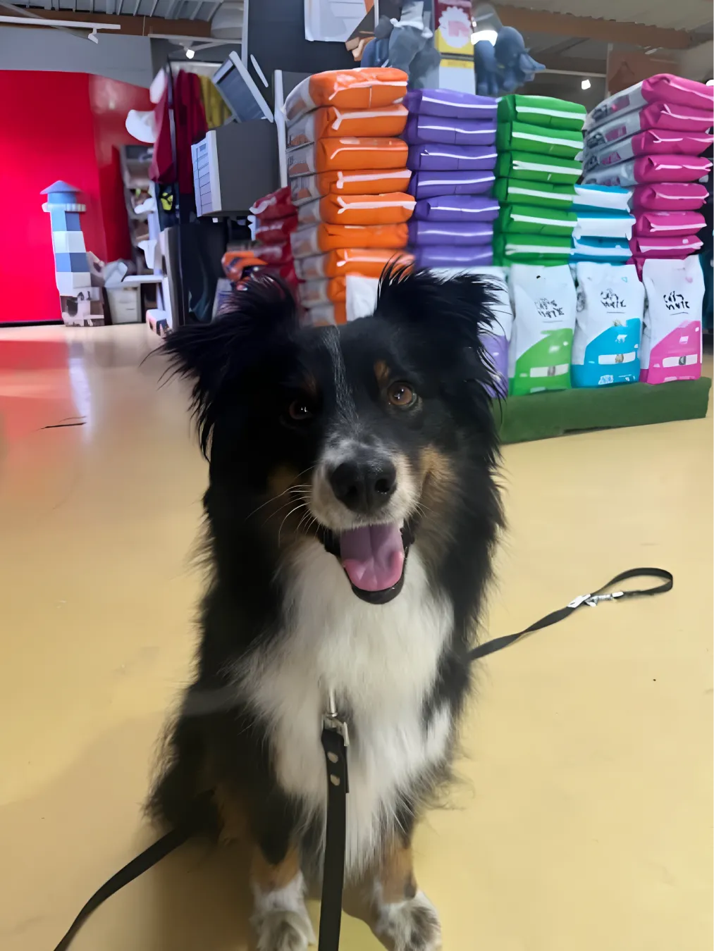 Animotopia Animalerie Morlaix Upscaled 2x Animotopia Animalerie Morlaix Lannion 2